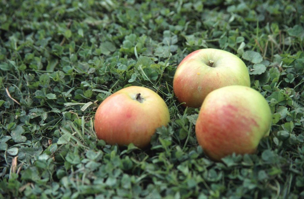 Bramleys Seedling foto George Otter
