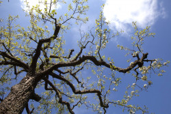 Een wat oudere hoogstam in Groenvliet - foto Gerrie Abel