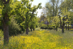 Boomgaard in Groenvliet - foto Gerrie Abel