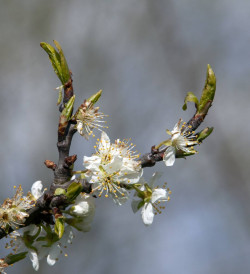 Bloesem bij de leifruitrekken - foto Gerrie Abel