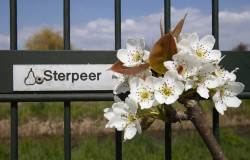 Sterpeer Hogebiezenpark - foto Gerrie Abel
