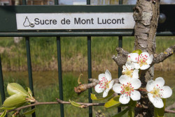 Sucre de Mont Lucont - foto Gerrie Abel