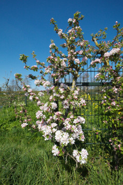 Bloesem bij de leifruitrekken - foto Gerrie Abel