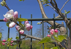 Bloesem bij de leifruitrekken - foto Gerrie Abel