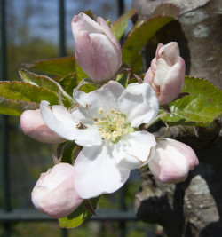 Bloesem bij de leifruitrekken - foto Gerrie Abel