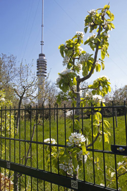 Hogebiezenpark met bloesems en Gerbrandytoren - foto Gerrie Abel