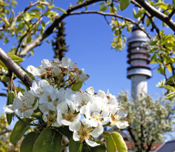 Hogebiezenpark met bloesems en Gerbrandytoren - foto Gerrie Abel