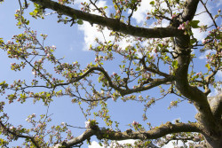 Bloesems Koperwiekweg IJsselstein - foto Gerrie Abel