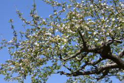 Bloesems aan de Randdijk in IJsselstein - foto Gerrie Abel
