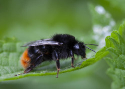 Steenhommel - foto Gerrie Abel