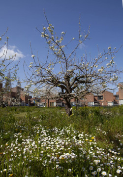 Parkje bij Zocherstraat in Zuid-IJsselstein - foto Gerrie Abel