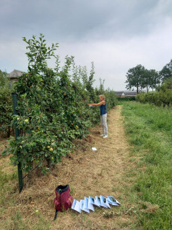 Blaadjes verzamelen door Merian Cruijsen Blaadjes verzamelen door Merian Cruijsen