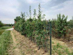 Blaadjes verzamelen door Merian Cruijsen Blaadjes verzamelen door Merian Cruijsen