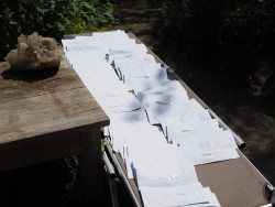 Bladeren drogen in de zon Bladeren drogen in de zon