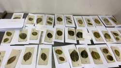 Proefjes van bladeren door Karen Bruinsma Proefjes van bladeren door Karen Bruinsma