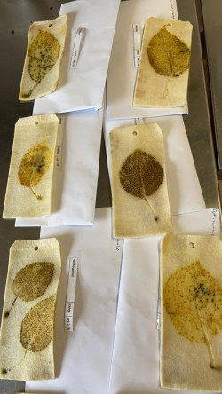 Proeven waarbij je nerven ziet Proeven waarbij je nerven ziet door Karen Bruinsma