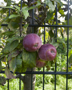 Mooie donkerrode appels