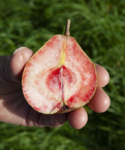 Prachtig roze vruchtvlees