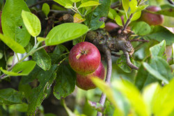 Welke appel is dit?