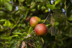 En welke appel is dit?