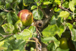 Welke is dit?