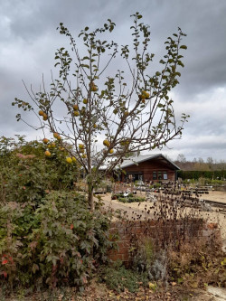Sturmer Pippin van Sturmer Nurseries